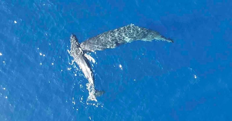 Drone Captures First-Ever Footage of ‘Moby Dick’ Whales Headbutting Each Other