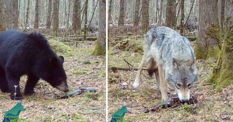 Trail Camera Captures Rare Wolf and Bear Interaction Over a Fish