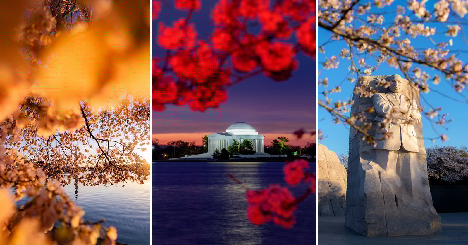 Why This Photographer Turned Cherry Blossoms Into a 17-Year Photo Project