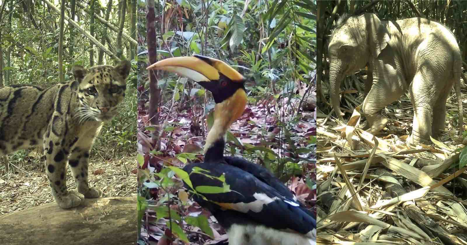 Remote Cameras Reveal the Rare Animals Living in the ‘Amazon of Asia’